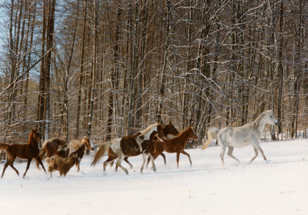 Herde im Schnee