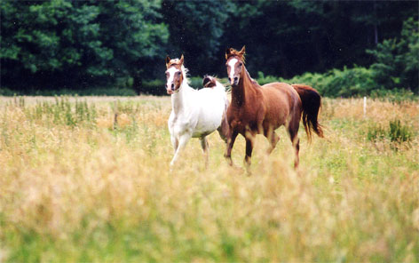 Jarishah und Jasaliah