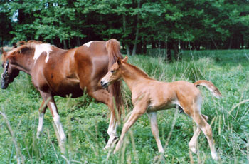 Shubanih und Sohn Shahal