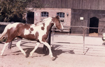 Shoshone, 1980 im Gestüt Goting Kliff auf Föhr