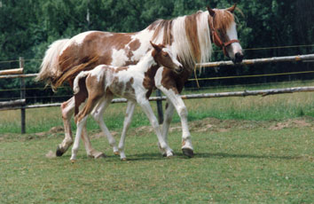 Shoshone und Shadia