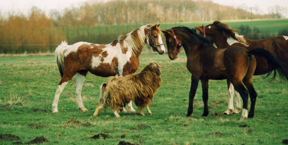 Shoshone, True Valour und Charly