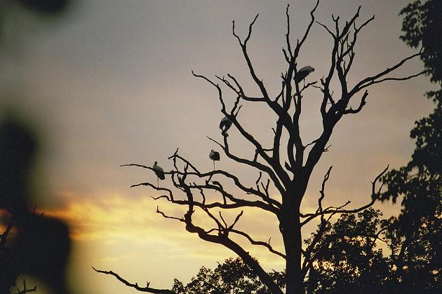 die Stoerche im Baum